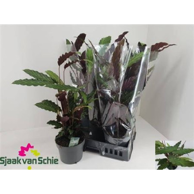 .Calat Ruf P19 65cm pot 19...