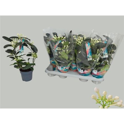 .Steph Fl Ov pot 12 40cm