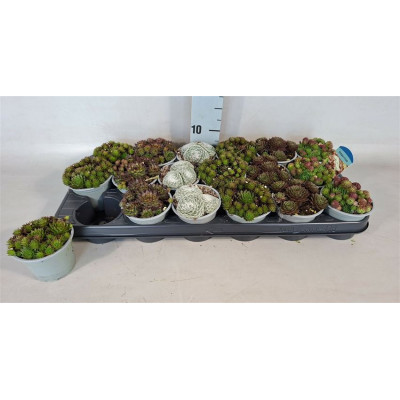 .Semp Gem pot 9 10cm