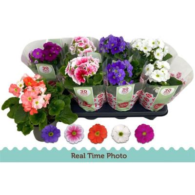 .Prim Ob Tm Gem pot 12 27cm