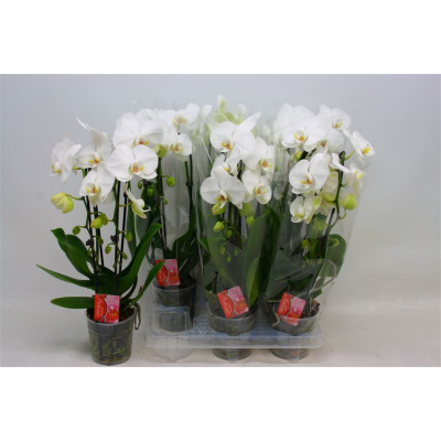 .Phal El Cascade pot 12...