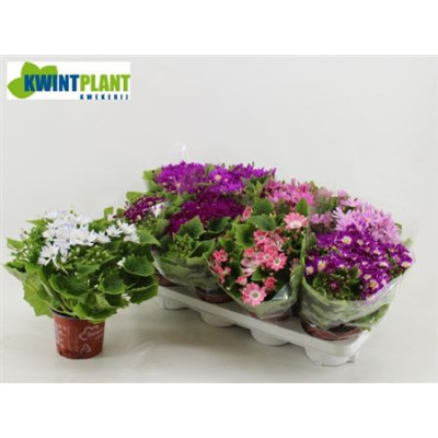 .Peri C Venez Gem pot 12 25cm