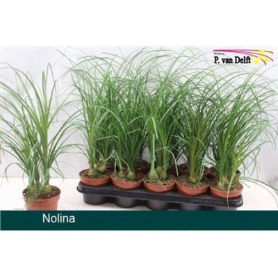 .Nolina pot 12 50cm