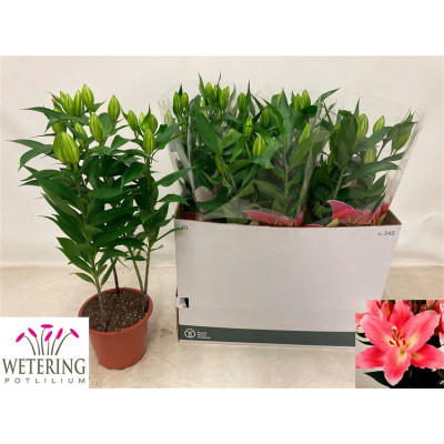 .Lil Or Sunny Camino pot 19...