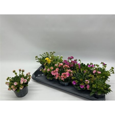 .Lewi Co Happy Co Gem pot...