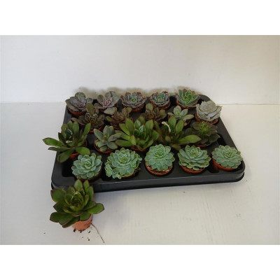 .Echev Gem pot 7 7.5cm