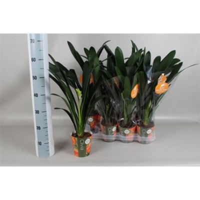 .Clivia Mi pot 13 65cm