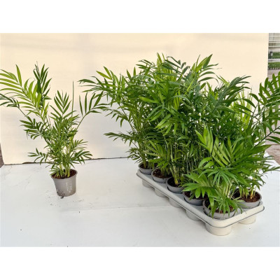 .Chamaed Elegans pot 12 55cm