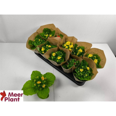 .Calc X Herbeohybrida pot...