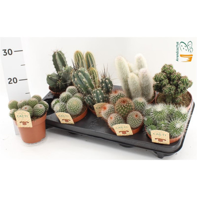 .Cactus Gem pot 12 15 cm