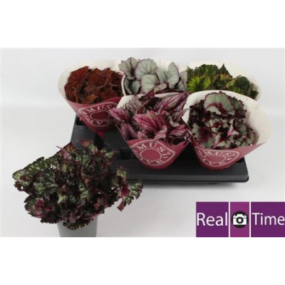 .Beg Bel Gem pot 13 25cm