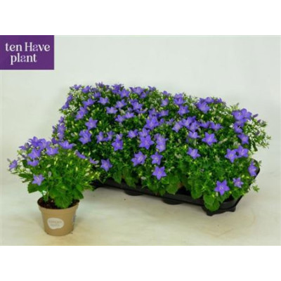 .Camp Is Napoli pot 11 25cm