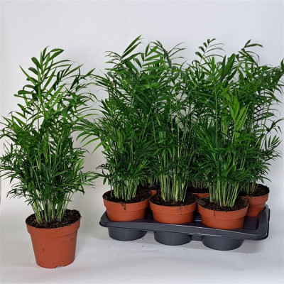 .Chamaed Elegans pot 17 60cm