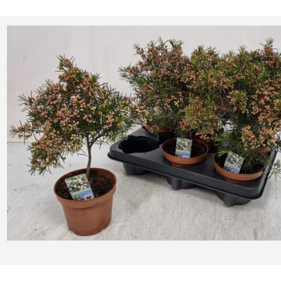 .Chamel U Ov pot 12 30cm