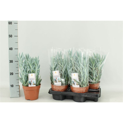 .Curio Fic Mt Everest pot...