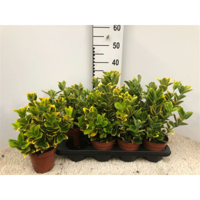.Euonymus Ja Aureus pot 13...