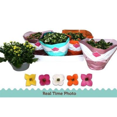 .Kal En Gem 5 Kl pot 23 25cm