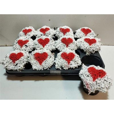 .Nert Gr Ov pot 8 12cm coeur