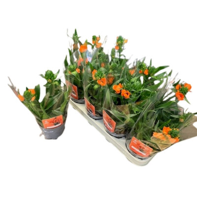 .Ornit Du pot 12 28cm