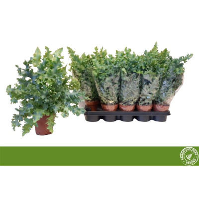 .Phlebo A Davana pot 12 35cm