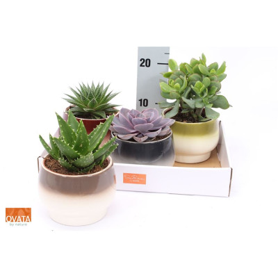 .Succ Gem 5 Srt pot 14 14cm...