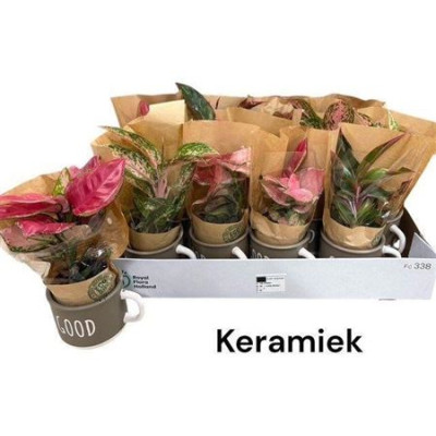 .Aglao Ov pot 9 28cm tasses