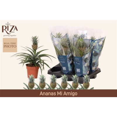 .Ananas Mi Amigo pot 12 36cm