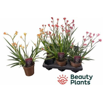 .Anigo Gem pot 12 45cm