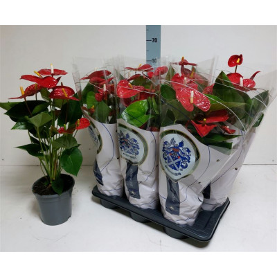 .Anthu A Jambo Red pot 17 65cm