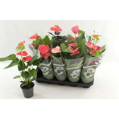 .Anthu An Gem 4 Kl pot 12 48cm