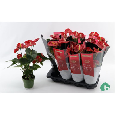 .Anthu An Madural pot 14 50cm