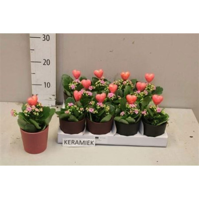 .Arr Kalanchoe pot 9 20cm cera