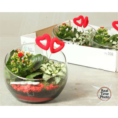 .Arr Kamerpl pot 20 30cm...