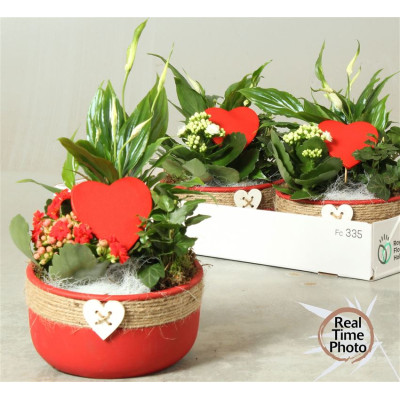 .Arr Kamerpl pot 18 35cm...