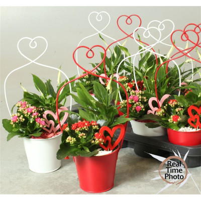 .Arr Kamerpl pot 14 45cm...