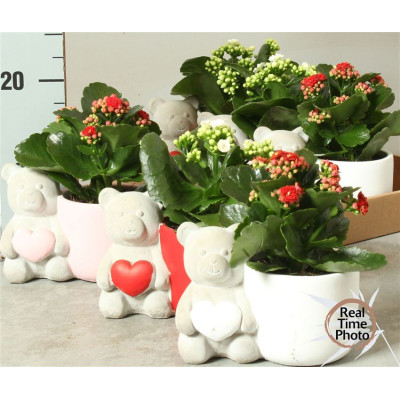 .Arr Kamerpl pot 12 25cm...