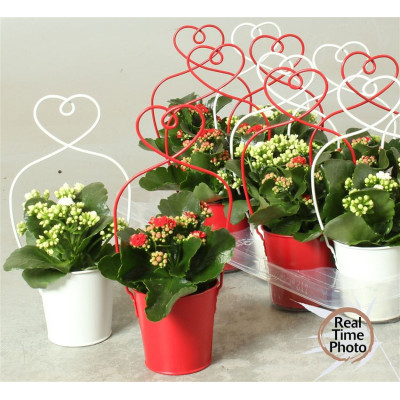 .Arr Kamerpl pot 1035cm...