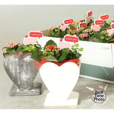 .Arr Kamerpl pot 14 30cm...