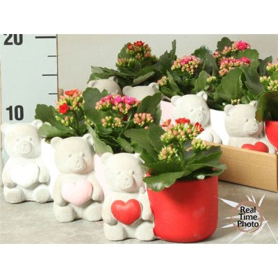 .Arr Kamerpl pot 10 20cm...