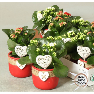 .Arr Kamerpl pot 11 25cm...