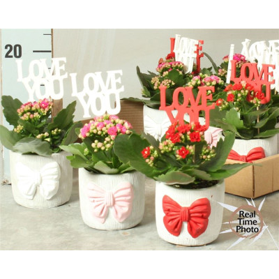 .Arr Kamerpl pot 9 20cm...