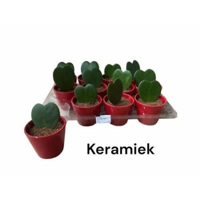 .Arr Kamerpl Groen pot 7...