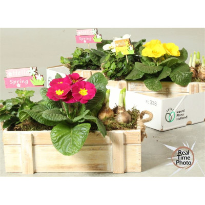 .Arr Tuinplanten pot 29...