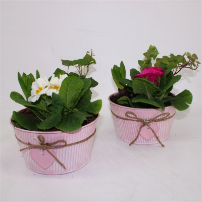 .Arr Tuinplanten pot 19...