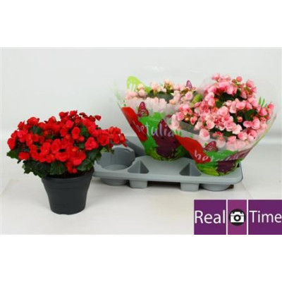 .Beg En Betulia Gem pot 19...