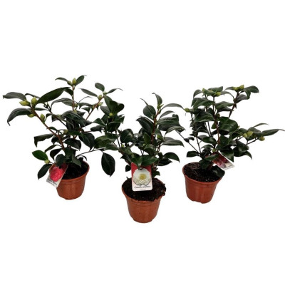 .Camellia Japonica pot 13 47cm