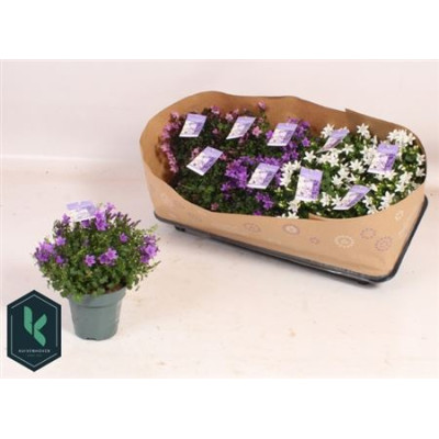 .Camp Ambe Gem pot 10.5 22cm