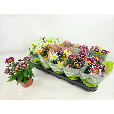 .Chrys Splash Gem pot 12 24cm