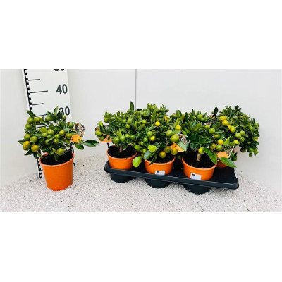 .Citr Microcarpa pot 14 33cm