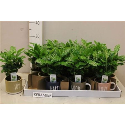 .Coffea Arabica pot 12 30cm...